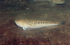 Обитатель Черного моря - морской дракон (морской скорпион)